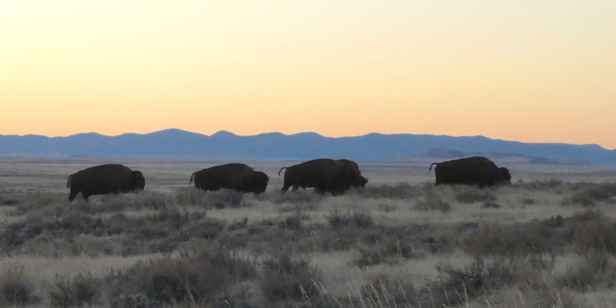 buffalos walking on a field at sunset